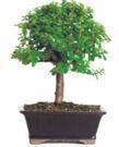 Jade Bonsai Tree