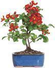 Brussel's Live Japanese Red Quince Outdoor Bonsai Tree