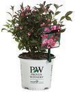 Amazon - Up to 45% Off Proven Winners Outdoor Flowering Shrubs